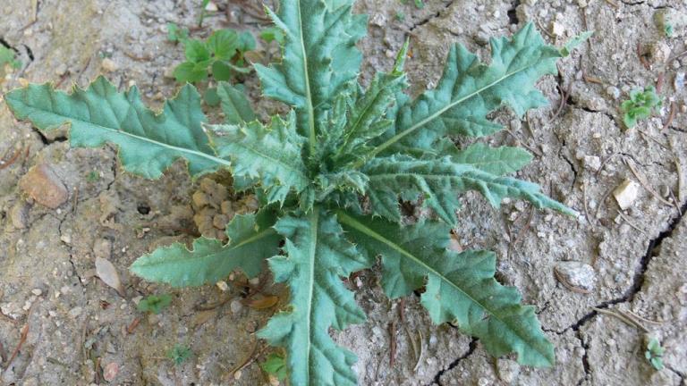 Cardo-das-vinhas, Dicotiledóneas perenes