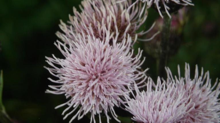 Cardo-das-vinhas, Dicotiledóneas perenes