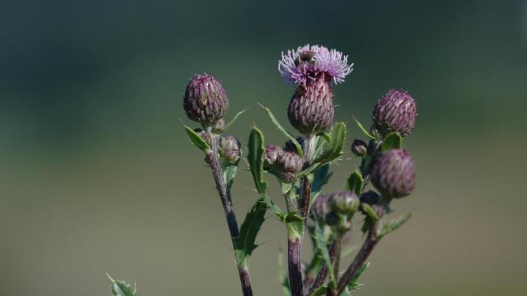 Cardo-das-vinhas, Dicotiledóneas perenes