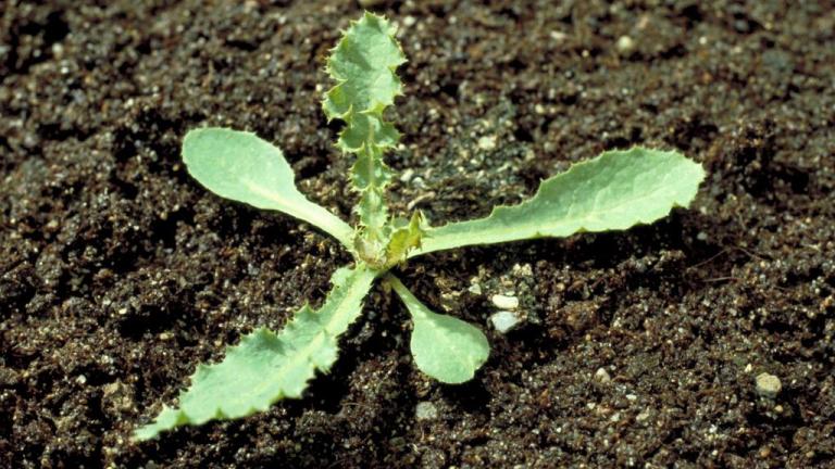 Cardo-das-vinhas, Dicotiledóneas perenes