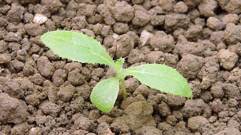 Cardo-das-vinhas, Dicotiledóneas perenes