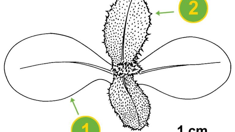 Cardo-das-vinhas, Dicotiledóneas perenes