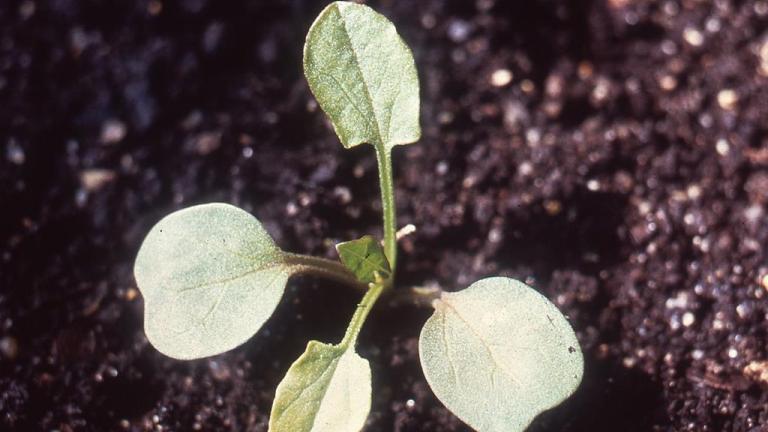 Corriola, Dicotiledóneas perenes