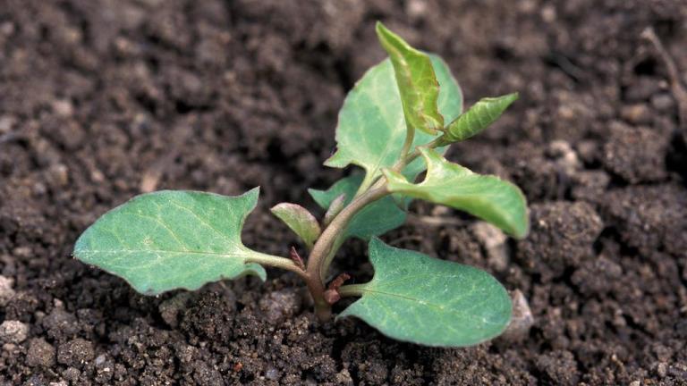 Corriola, Dicotiledóneas perenes