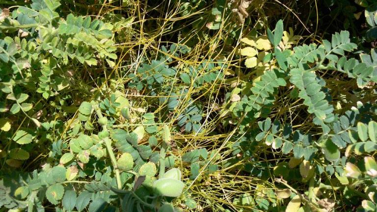 Cuscuta, Dicotiledóneas anuais