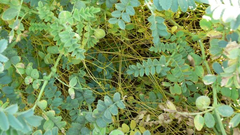 Cuscuta, Dicotiledóneas anuais