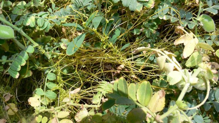 Cuscuta, Dicotiledóneas anuais