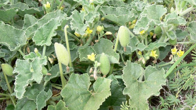 Pepino-de-são-gregório, Dicotiledóneas perenes