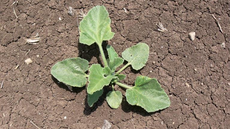 Pepino-de-são-gregório, Dicotiledóneas perenes
