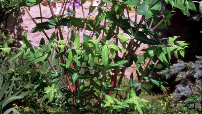 Morganheira, Dicotiledóneas perenes