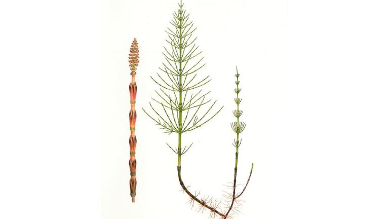 Cavalinha-dos-campos, Dicotiledóneas perenes