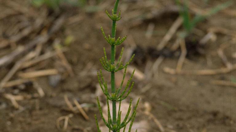 Cavalinha-dos-campos, Dicotiledóneas perenes