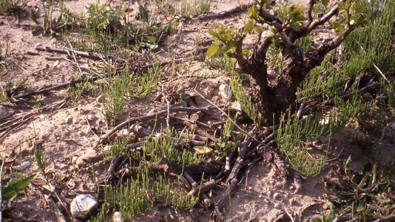 Pinheirinha, Dicotiledóneas perenes
