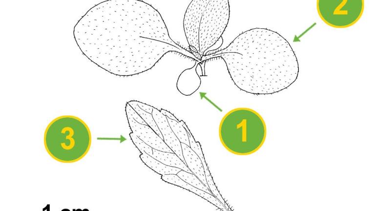 Avoadinha-branca-de-pêlos-compridos  , Dicotiledóneas anuais