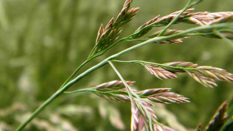 Festuca-encarnada, Gramíneas anuais e perenes