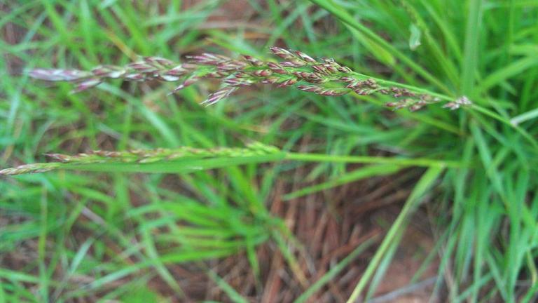 Festuca-encarnada, Gramíneas anuais e perenes
