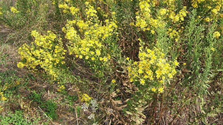 Erva difícil-cheirosa, Dicotiledóneas perenes