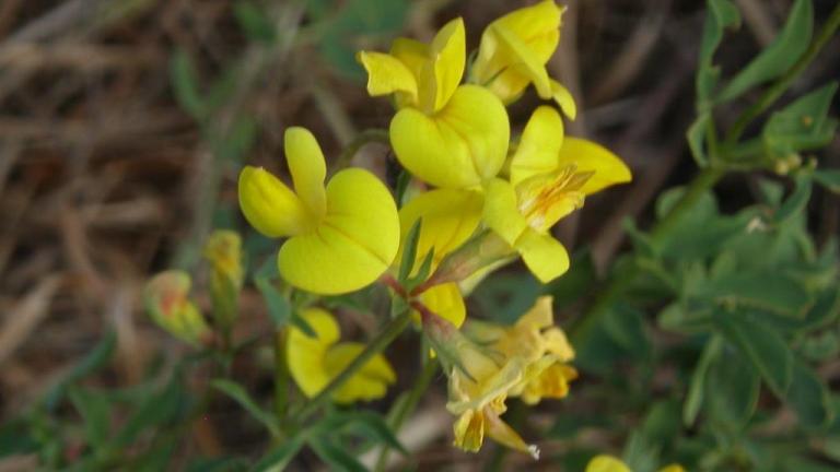 Cornichão, Dicotiledóneas perenes