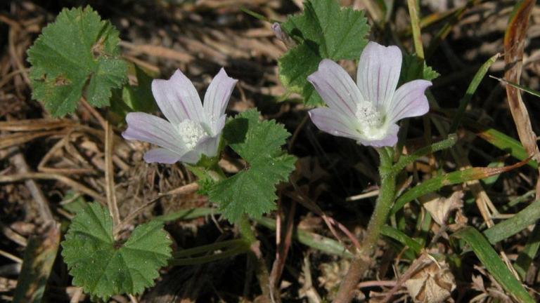 Malva-redonda, Dicotiledóneas anuais