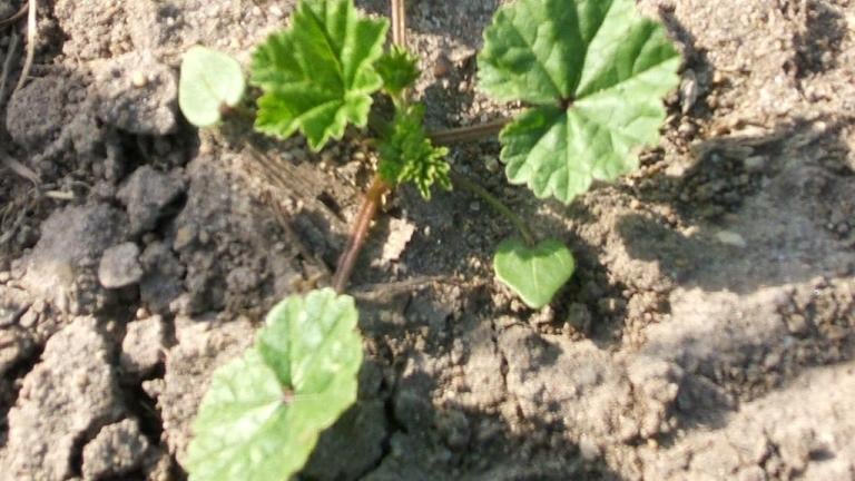 Malva-redonda, Dicotiledóneas anuais