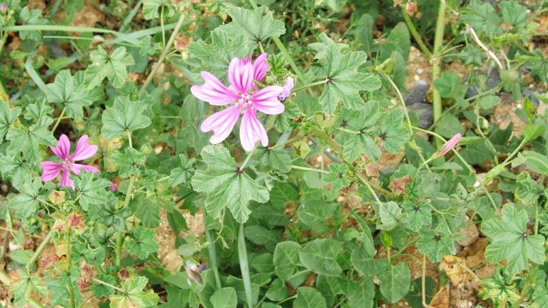 Malva-silvestre, Dicotiledóneas perenes