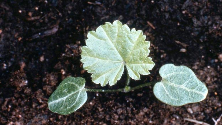 Malva-silvestre, Dicotiledóneas perenes