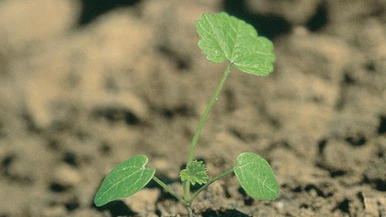 Malva-silvestre, Dicotiledóneas perenes