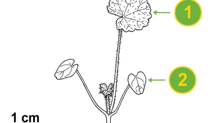 Malva-silvestre, Dicotiledóneas perenes