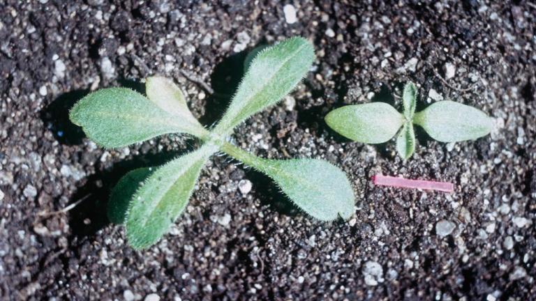 Assobios, Dicotiledóneas perenes