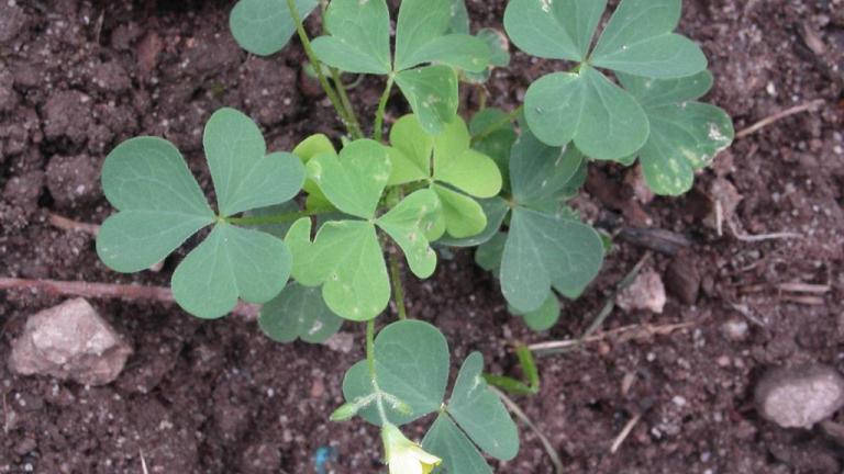Erva-azeda, Dicotiledóneas perenes