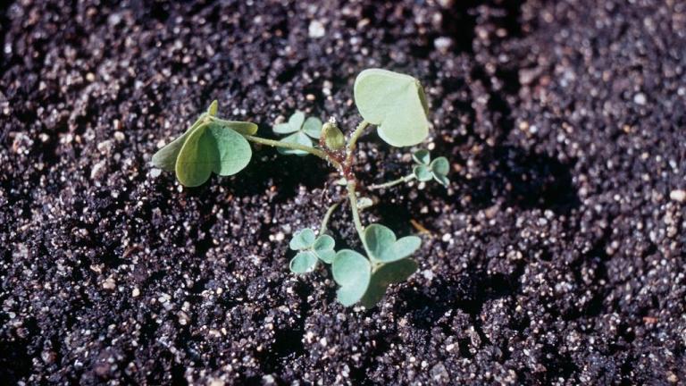 Erva-azeda, Dicotiledóneas perenes
