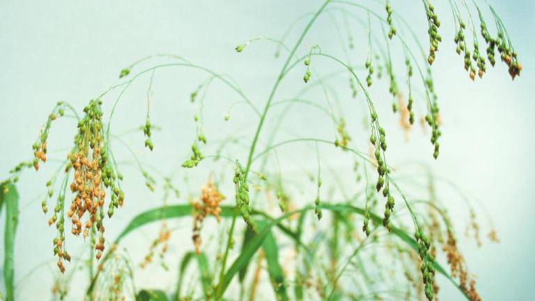 Milhete, Gramíneas anuais e perenes