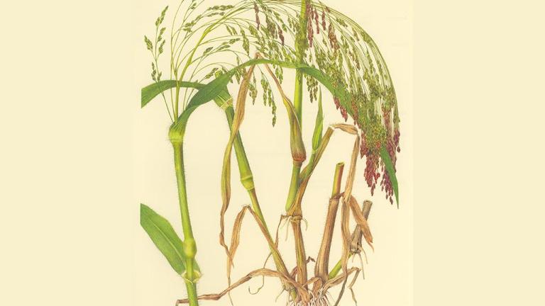 Milhete, Gramíneas anuais e perenes