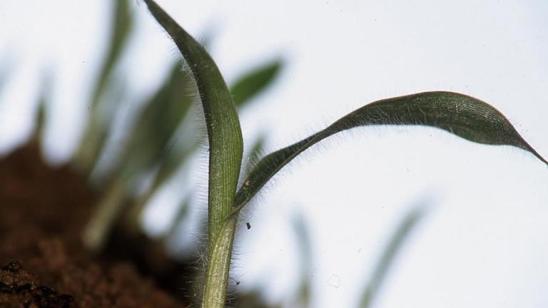 Milhete, Gramíneas anuais e perenes