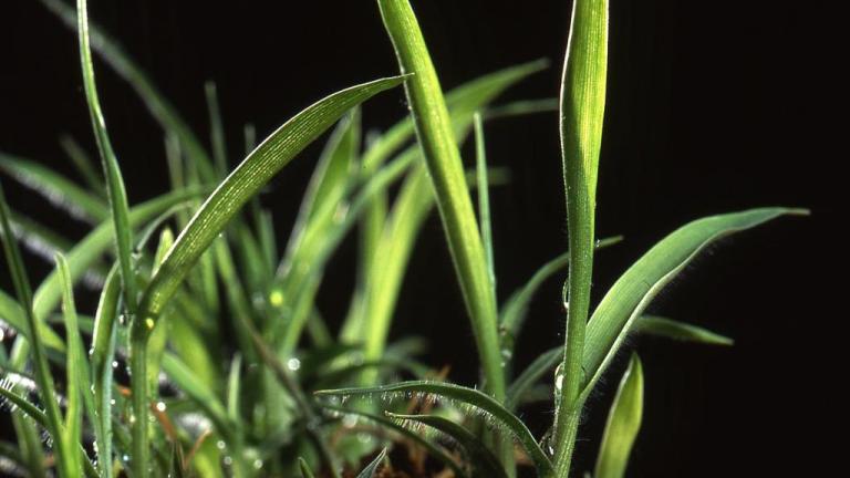 Milhete, Gramíneas anuais e perenes