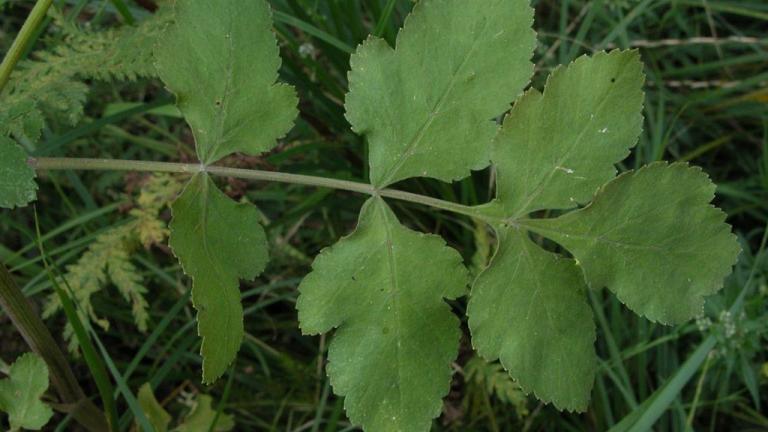 Cherívia, Dicotiledóneas perenes