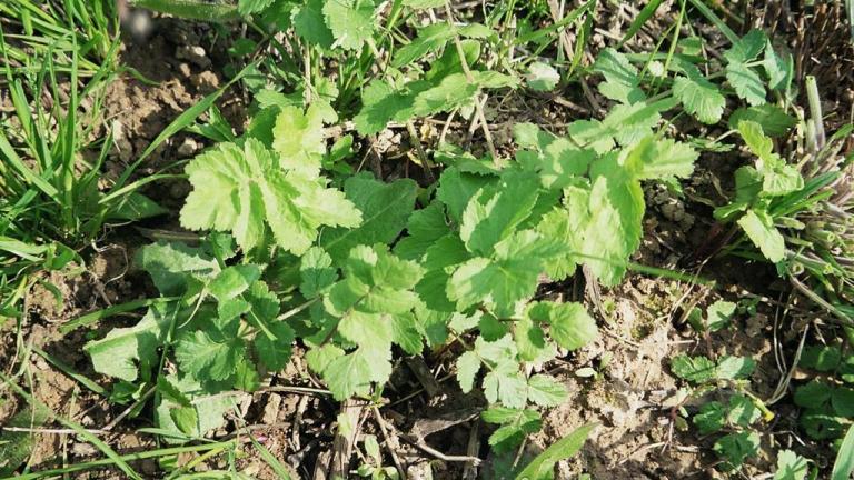 Cherívia, Dicotiledóneas perenes