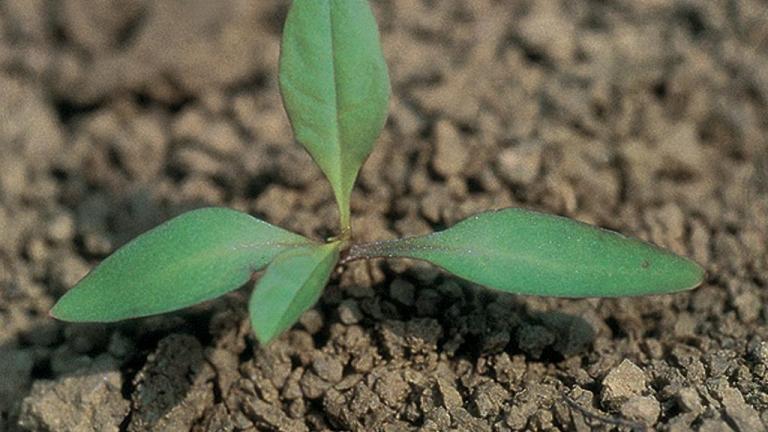 Erva-dos-cachos-da-India, Dicotiledóneas perenes