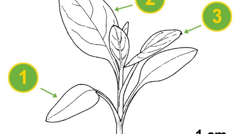 Erva-dos-cachos-da-India, Dicotiledóneas perenes