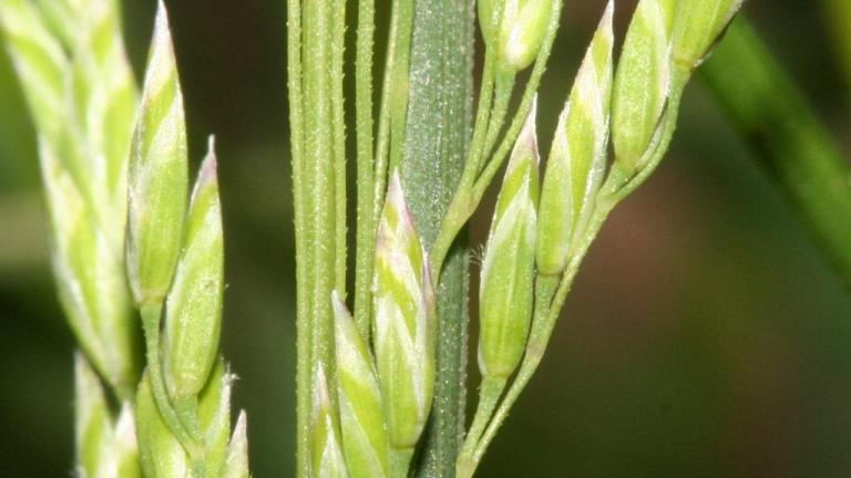 Erva-de-febra, Gramíneas anuais e perenes