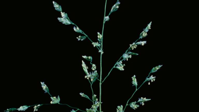 Poa-comum, Gramíneas anuais e perenes