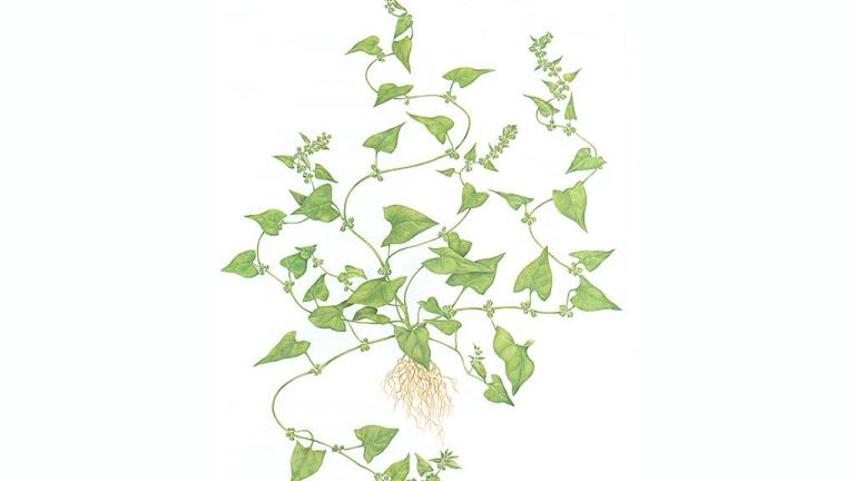 Corriola-bastarda., Dicotiledóneas anuais