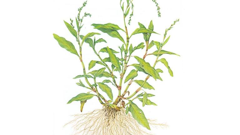 Pimenta-da-água, Dicotiledóneas anuais