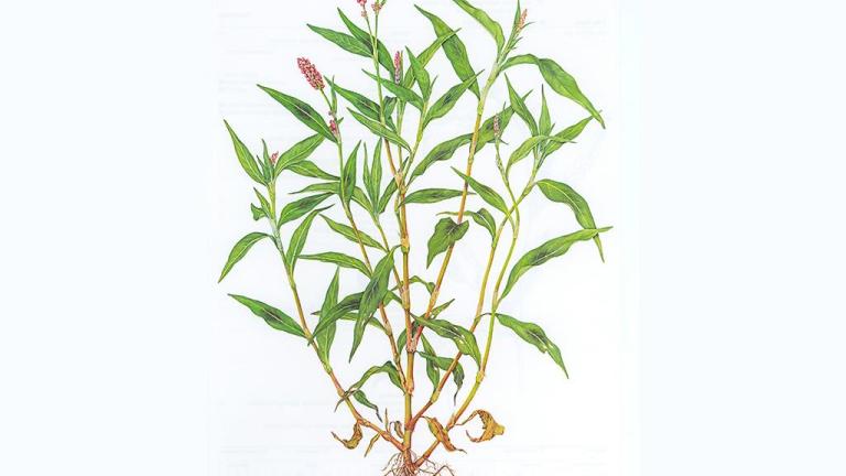 Erva-pessegueira, Dicotiledóneas anuais