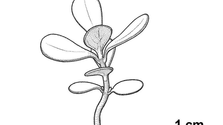 Beldroega, Dicotiledóneas anuais