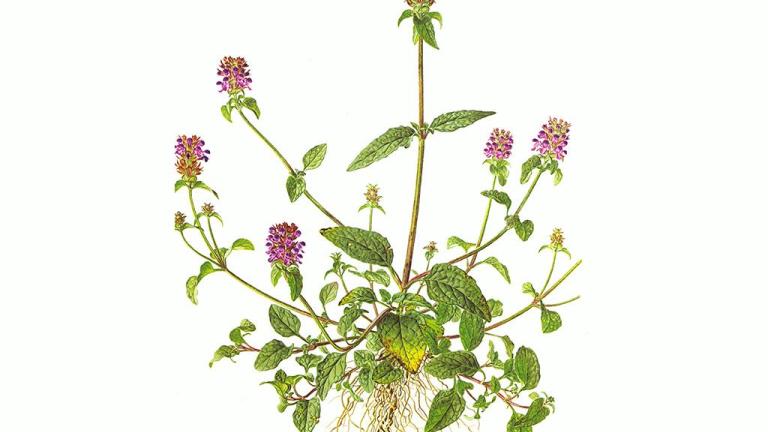 Erva-férrea, Dicotiledóneas perenes