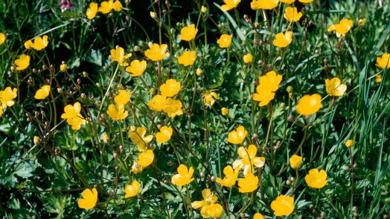 Botão-de-oiro, Dicotiledóneas perenes