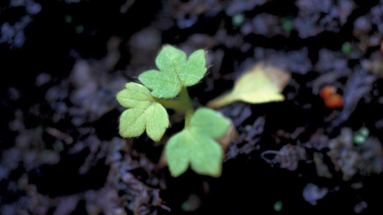Botão-de-oiro, Dicotiledóneas perenes