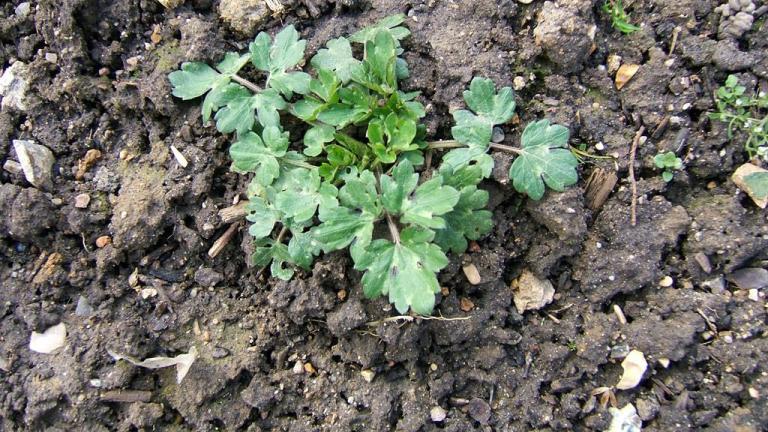 Botão-de-oiro, Dicotiledóneas perenes