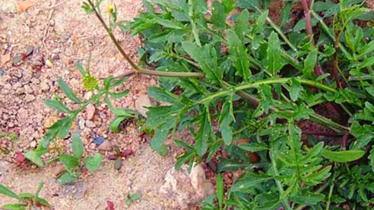 Agrião silvestre /agrião-amarelo; agrião rastejante, Dicotiledóneas perenes